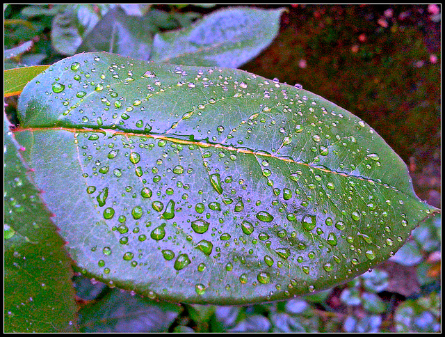 Perlas de agua.