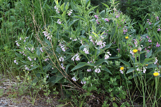 Symphytum x uplandicum ( asperum x officinalis)-Consoude de Russie