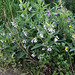 Symphytum x uplandicum ( asperum x officinalis)-Consoude de Russie
