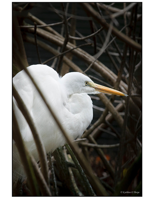 Snowy Egret in mangroves