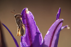 Grasshopper on Brodiaea Cropped