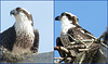 Osprey -