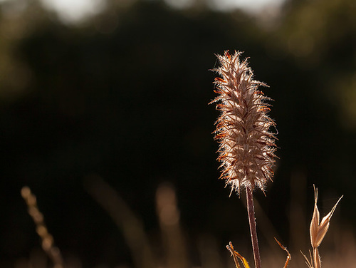 Dried Flower Glowing in Early Evening Sunlight