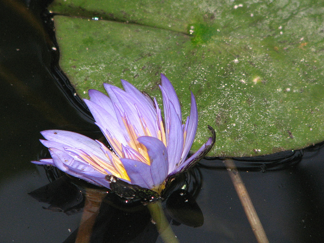 The lily pad