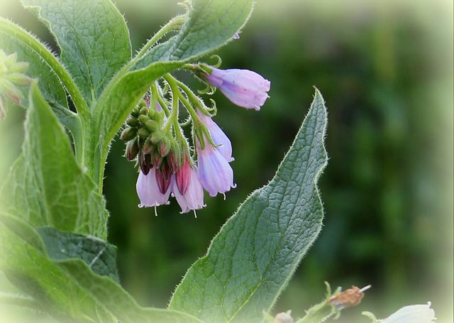 Symphytum x uplandicum ( asperum x officinalis)-Consoude de Russie