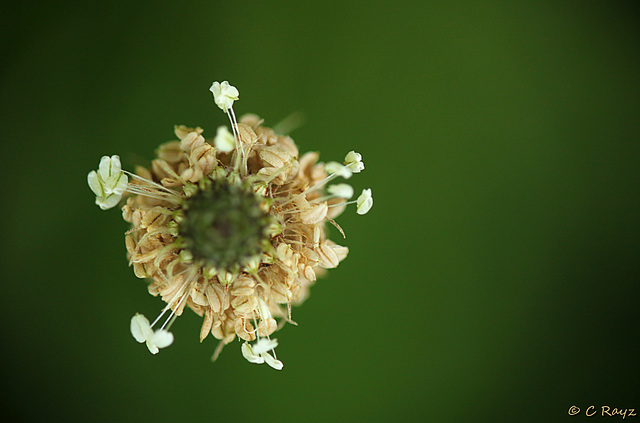 Ribwort Plantain