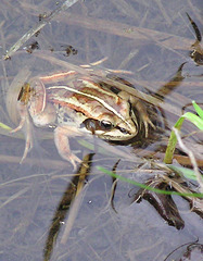 Wood Frog