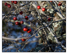 Berries on ground