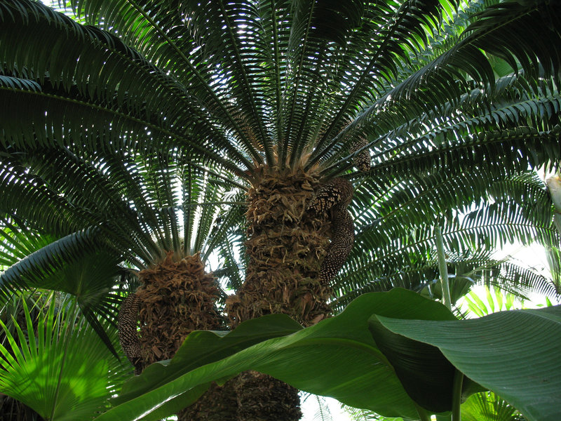 Palm Trees in New England