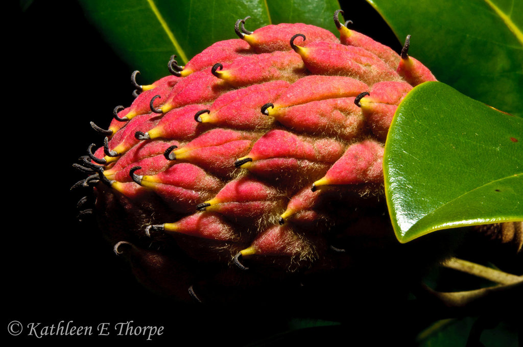 Magnolia Fruit Pod