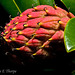 Magnolia Fruit Pod