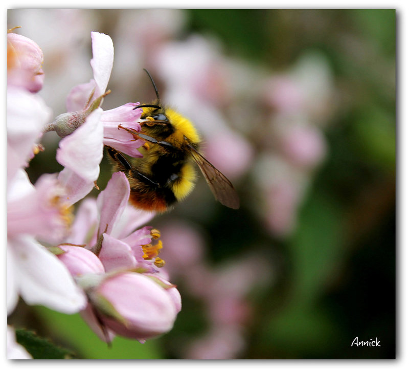 bzzzzzzzzzz