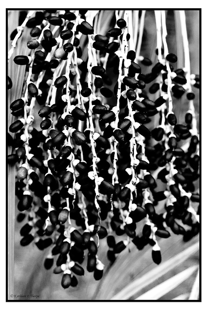 Palm nuts in black and white