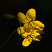 celandine