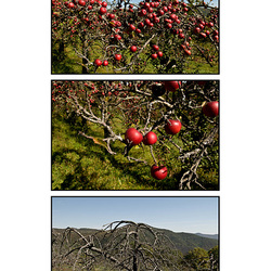 Apple Tree Triptych Apple Tree Triptych