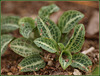 rattlesnake plantain