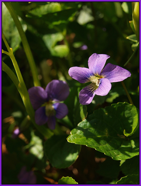 of the violaceae family