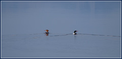 the common mergansers