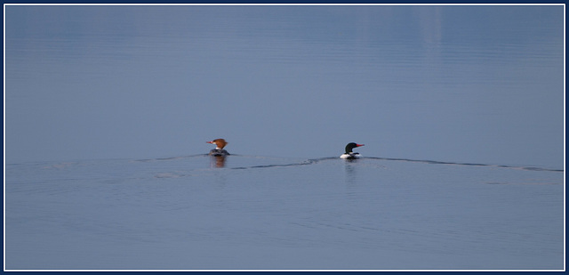 the common mergansers