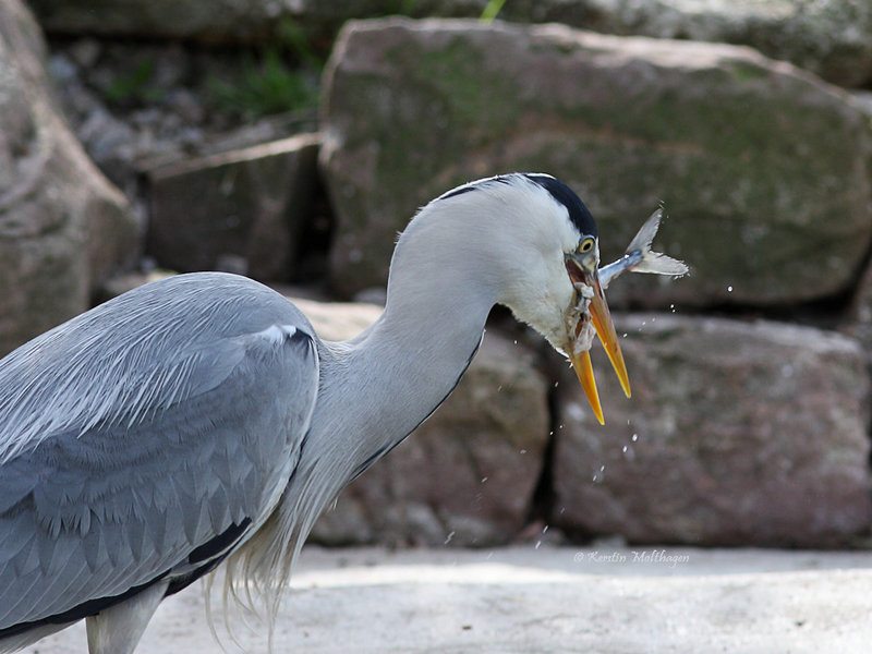 Fischeklau II (Zoo Karlsruhe)