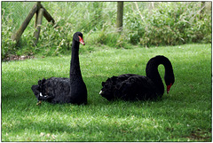 Black Swans