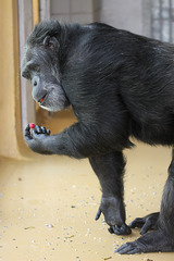 Mittachmahl! (Zoo Karlsruhe)