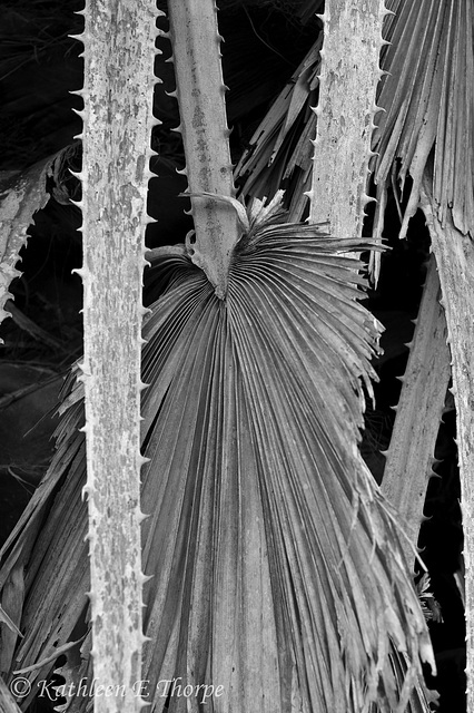 Palm Fronds