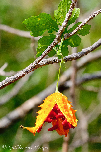 Seed Pod