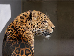 China-Leopard (Zoo Karlsruhe)