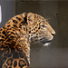 China-Leopard (Zoo Karlsruhe)