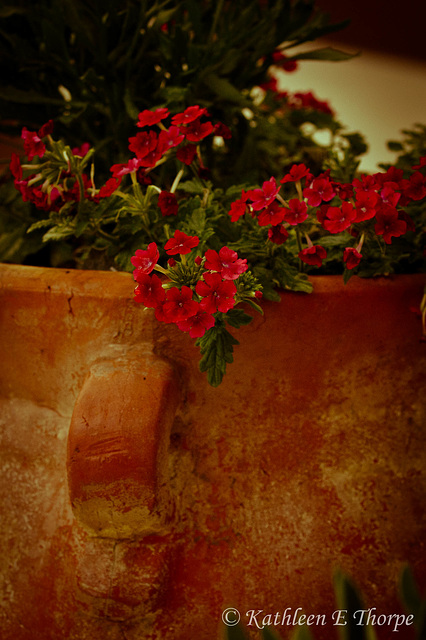 Trailing Verbena