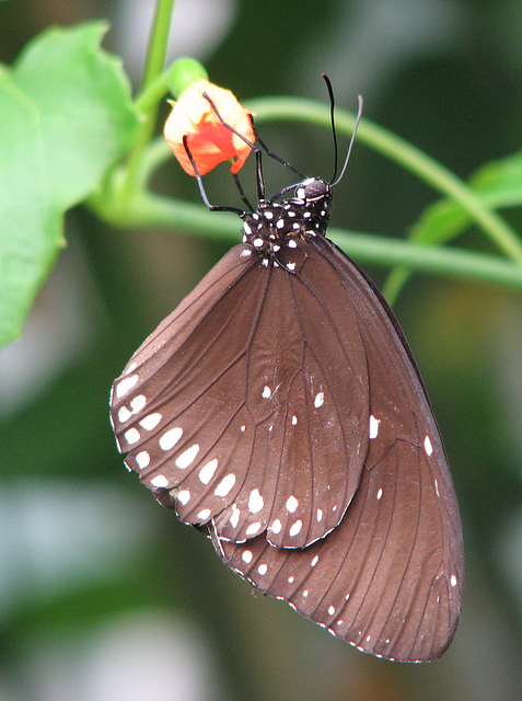 Hanging beauty