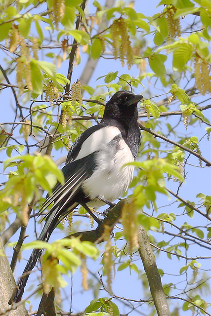 Elster (Zoo Karlsruhe)