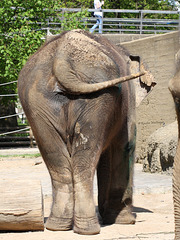 Ilona (Zoo Karlsruhe)