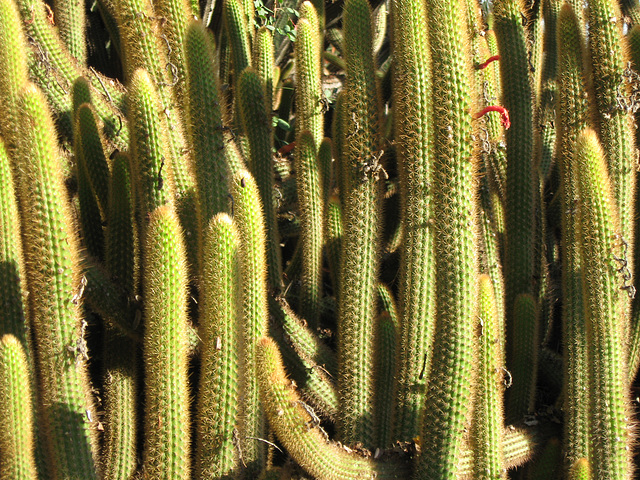 Cacti