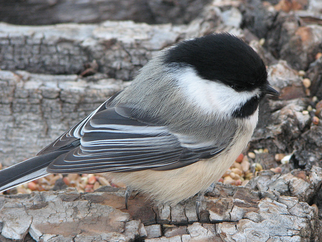 Fancy feathers