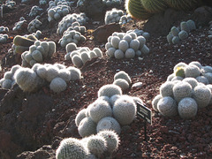 Cacti