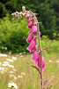 Digitalis purpurea, digitale pourpre, Scrophulariacées, Haute-Loire, France