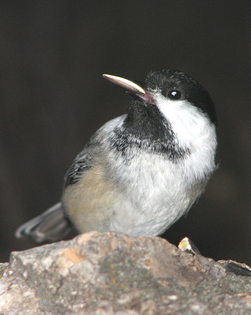 Imitation of a Nuthatch