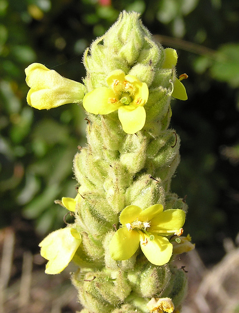 Mullein