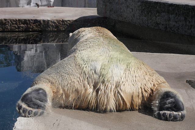 Lebender Bettvorleger (Zoo Karlsruhe)