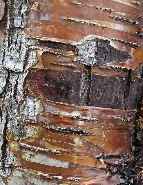 Amur Cherry bark