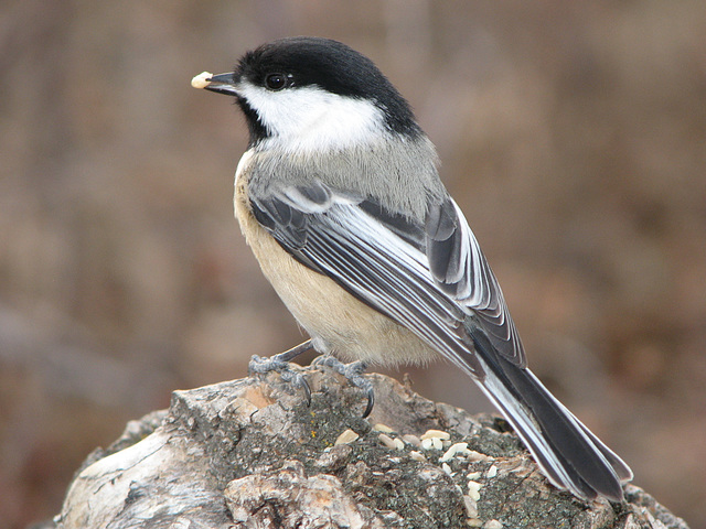 Chickadee pose