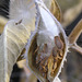 Milkweed seed pods