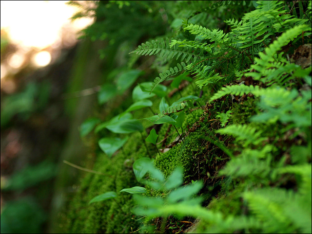 ~grows on rocks~