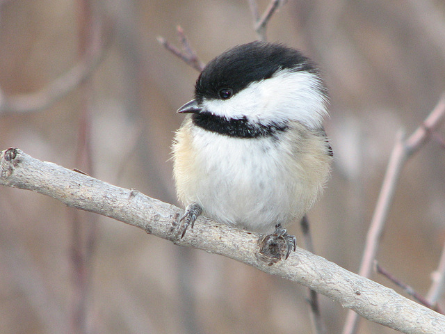 Ball of feathers