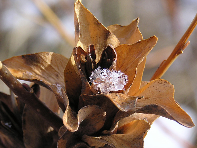 Heart of ice