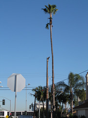 Tree-trimming, So Cal style