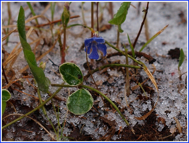 vinca in the sleet