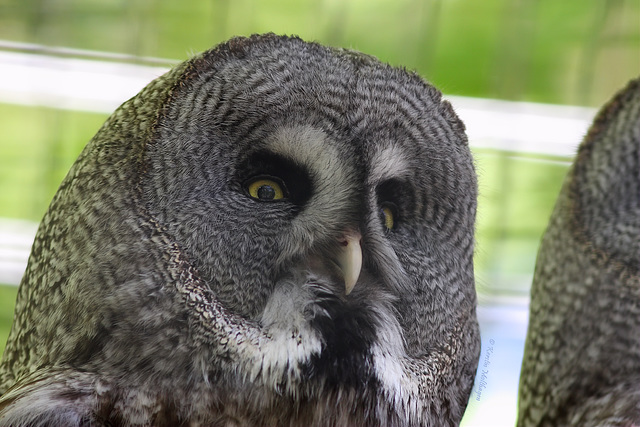 Bartkauz (Zoo Karlsruhe)